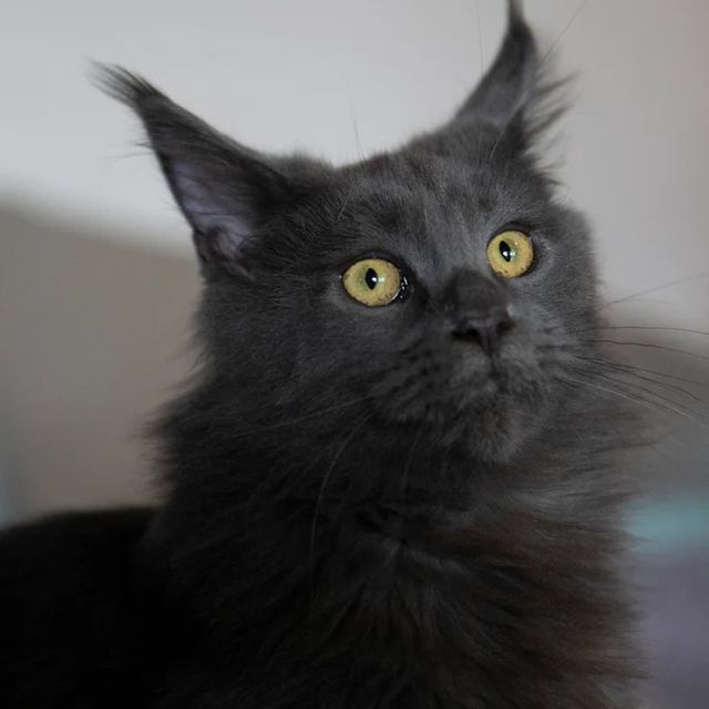 Introducing Scarlet