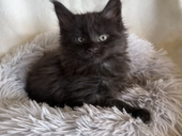 Feniks Kaivon Black