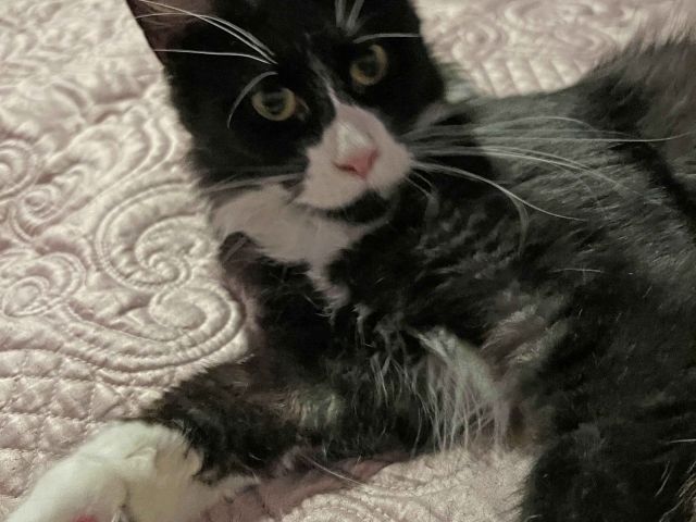 Sunny Kittens Gucci (Annalise)