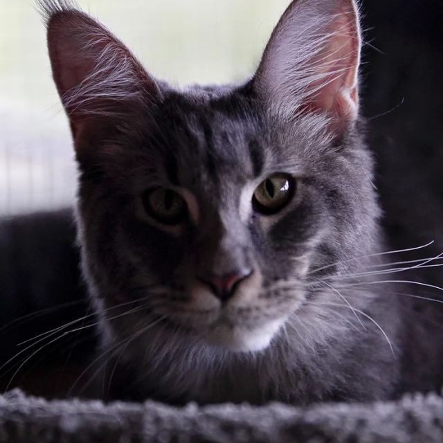 Introducing Raven