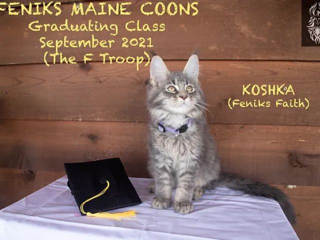 Koshka