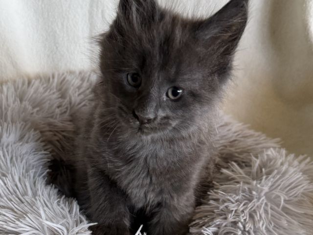 Feniks George Kittle