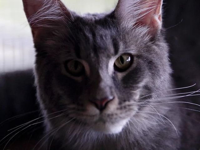 Introducing Raven
