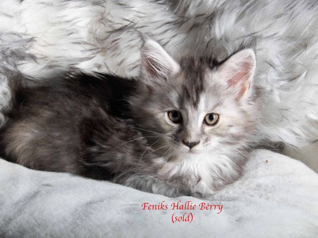 Feniks Hallie Berry