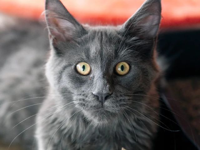 Introducing Amenhotep