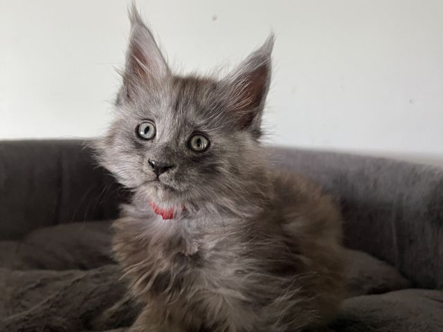Eldritch Smokey