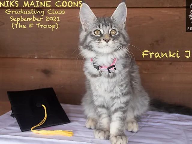 Franki J