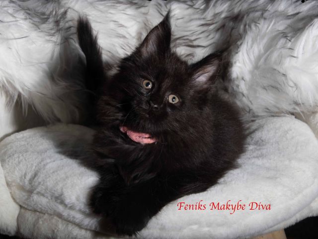 Feniks Makybe Diva