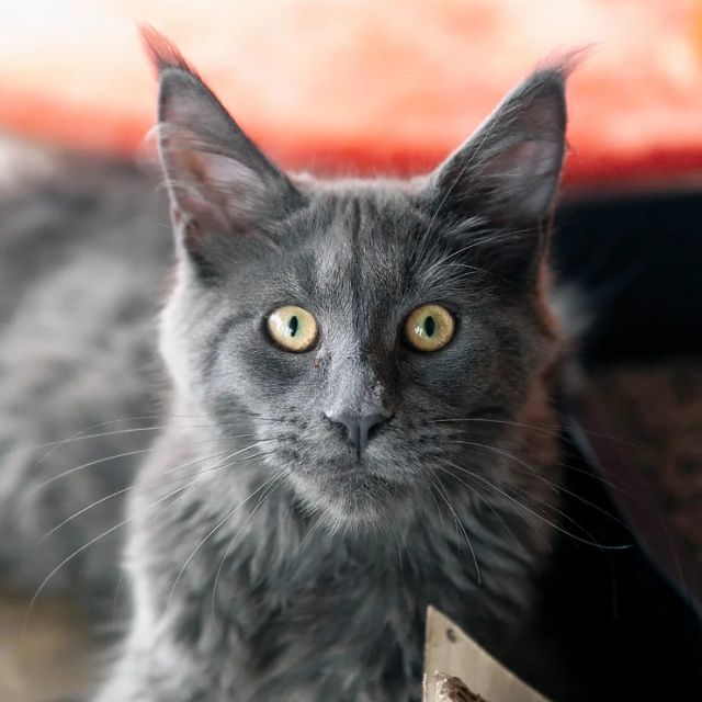 Introducing Amenhotep