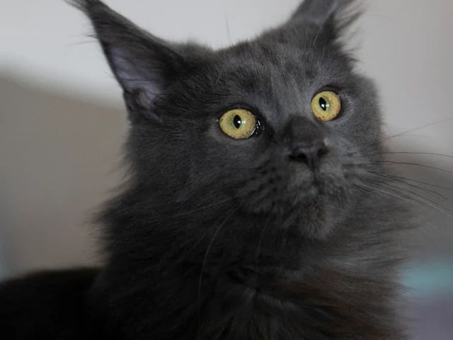 Introducing Scarlet