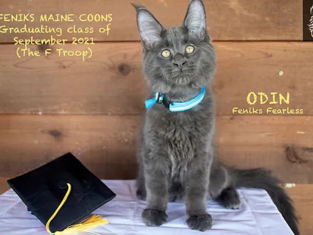 Odin